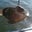 JR Langhorne's profile image