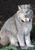 WildCat H.'s profile image