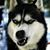 Lynsie Willard's profile image