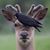 Trip Pierson's profile image