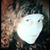 Tammy Atwood's profile image