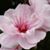 Imelda Deleon's profile image