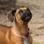 Meg Francoeur's profile image