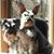 Diana Gauss Harrell's profile image