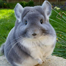 R P.'s profile image