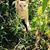 Santos Flores's profile image