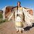 Brenda Buchanan's profile image