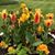 Kathy Naughton Carpenter's profile image