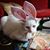 Annette Ngo's profile image