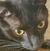 Lisa Davis's profile image