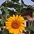 Denise Westfall Delgado's profile image