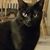 Jean Lindsay Mervine's profile image
