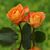 Camila Gonsales's profile image