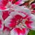 Irene Salsman's profile image