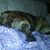 Ginger Hules's profile image