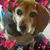 Debbie Wolf's profile image