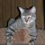 Allison McCulley's profile image