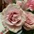 Kathy Cassell's profile image