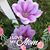 Pam Bopp Nolan's profile image
