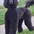 Salem Combs's profile image