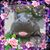 Julieann Stauch Lotridge's profile image