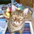 Roger Baim's profile image