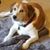 Patti Navarra's profile image