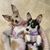 Debbie Holcombe Jarrett's profile image