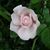 Bertha Johnson's profile image