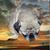 Beatrice Wilson Barnes's profile image
