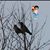 Josh Gomez's profile image