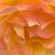 Sheri Frazier's profile image