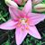 Tracey Danielson's profile image