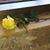 Pamela Dallas Bailey's profile image