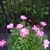 Donna Grubbs Altenbaugh's profile image