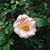 Stephanie Winkel's profile image