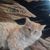 Mandy Tudor's profile image