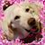 Katie Lappin Hiser's profile image