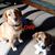 Lynn Becker DeBastos's profile image