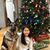 Staci Dumais-Belden's profile image