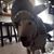 Melissa Thomas Heise's profile image
