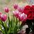 Carmen Sanchez Hudgins's profile image
