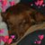 Laurie Dimick's profile image