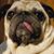 Mary Forrest's profile image