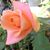 Tammy Kathleen's profile image
