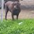 Cheryl Ganoung Peters's profile image