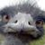 Mike Bianchi's profile image