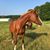 Susan Schwartz Anderson's profile image