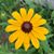 Susan Lewis's profile image