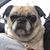 Alice Tottingham's profile image